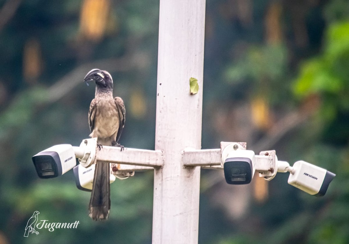 ハイイロコサイチョウ - ML615982355