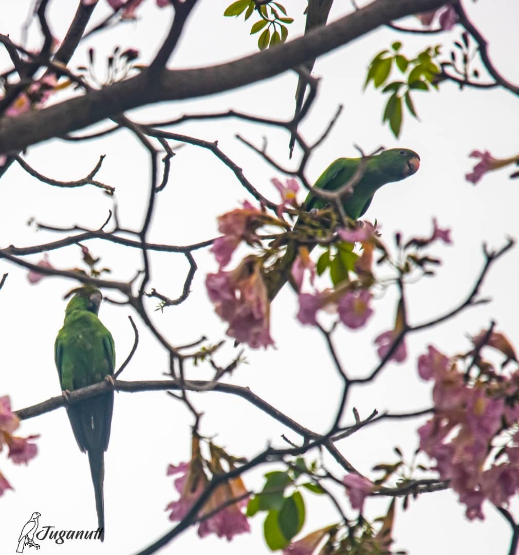 Cotorra de Kramer - ML615982359