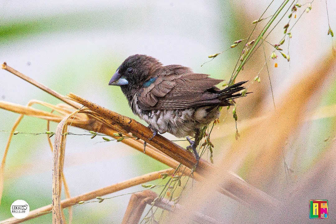 ハゴロモシチホウ - ML615982361