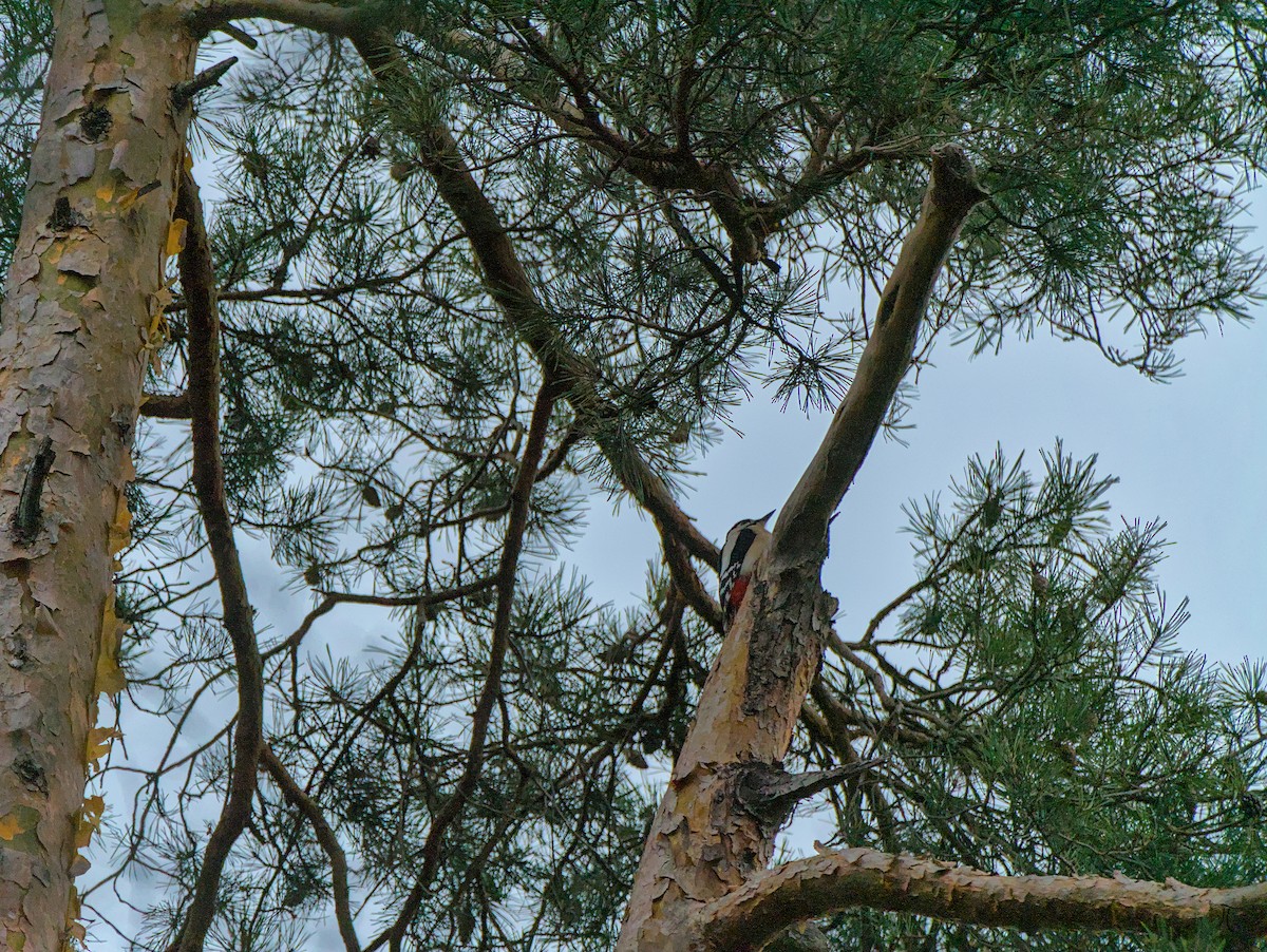 Great Spotted Woodpecker - ML615982373