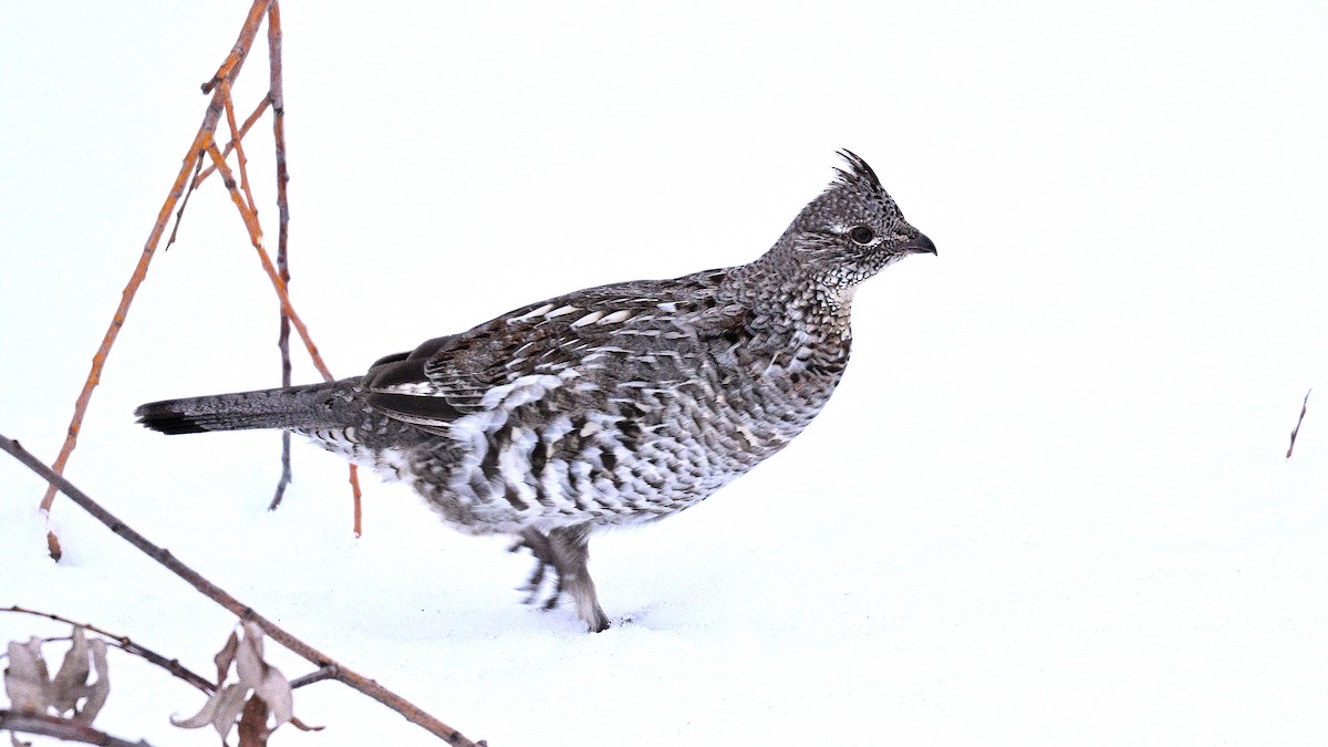 Ruffed Grouse - ML615982403