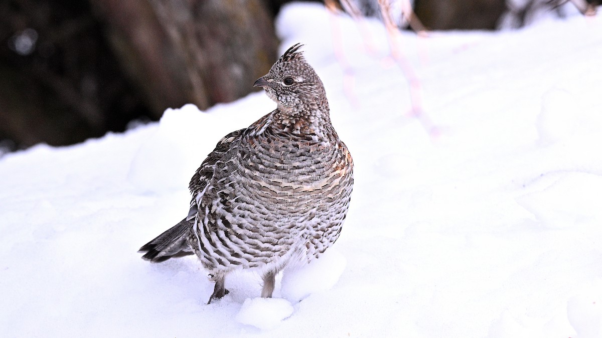 Ruffed Grouse - ML615982413