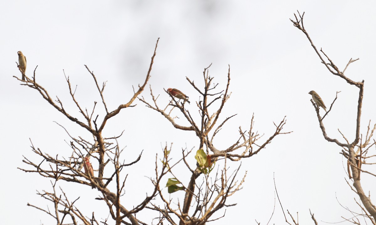 Common Rosefinch - ML615982427