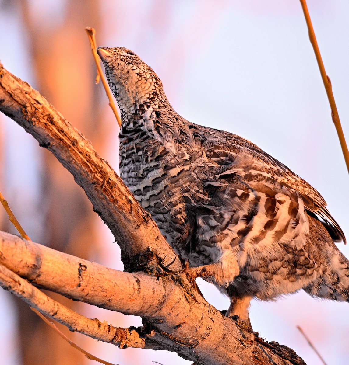 Ruffed Grouse - ML615982435