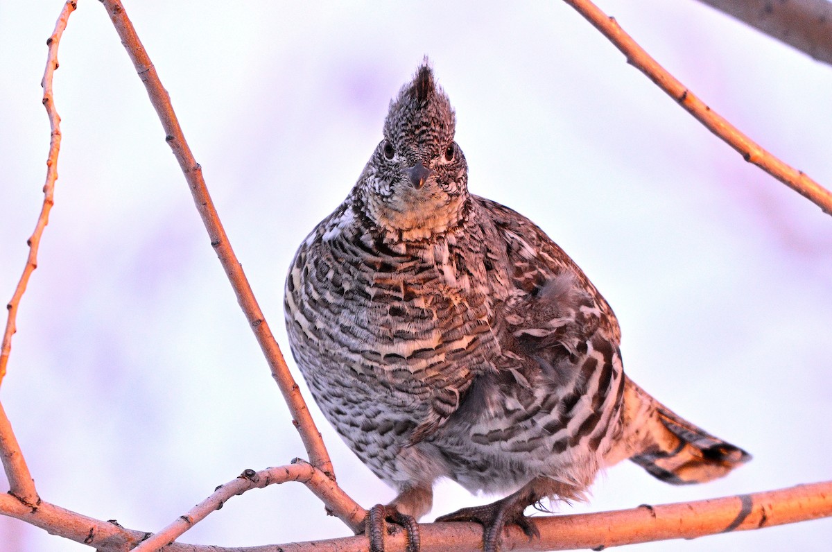 Ruffed Grouse - ML615982445