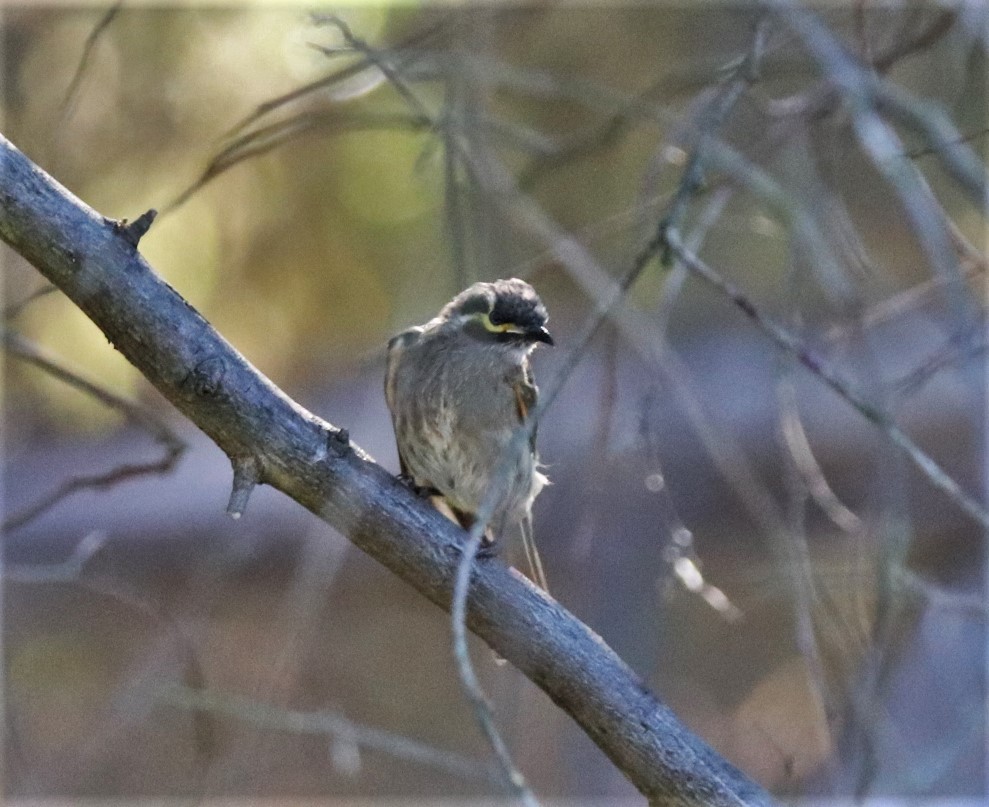 Yellow-faced Honeyeater - ML615982546