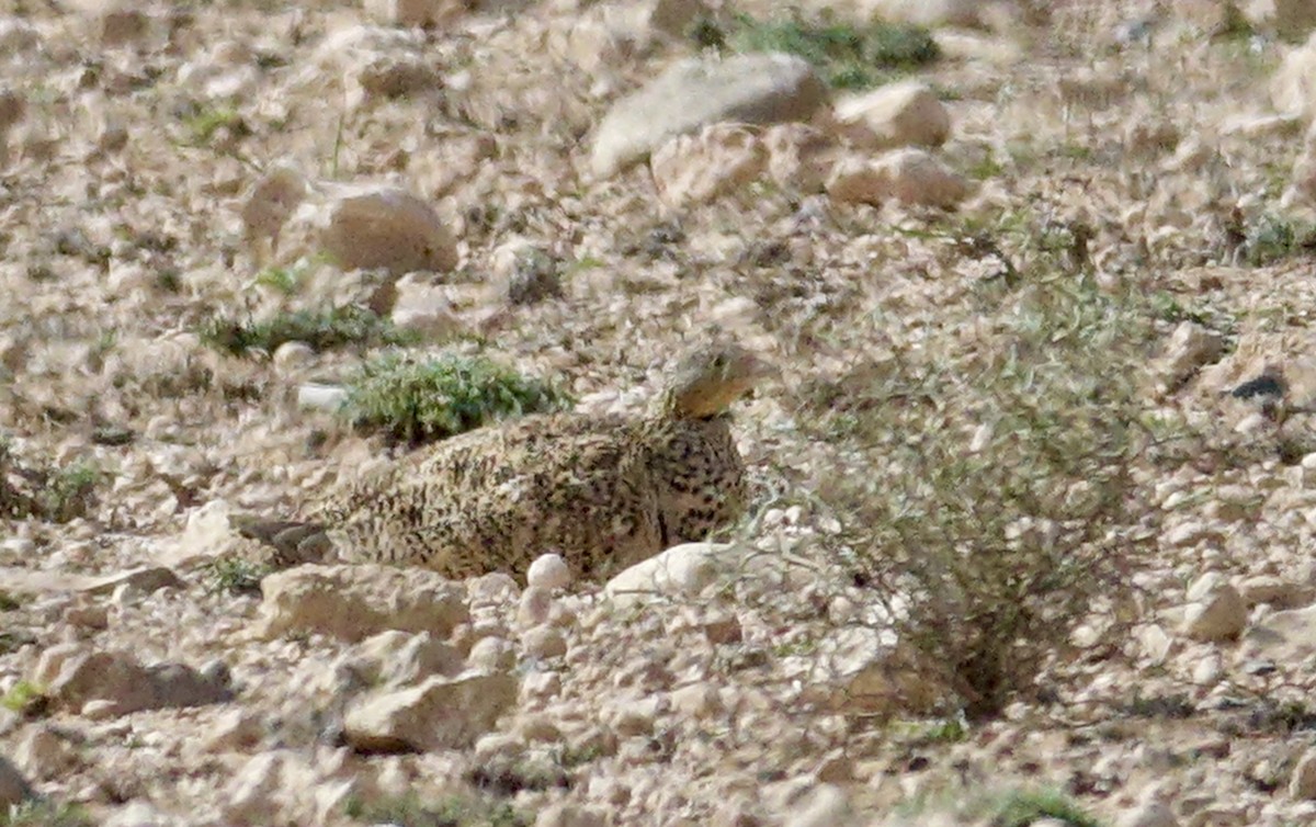 Black-bellied Sandgrouse - ML615982621