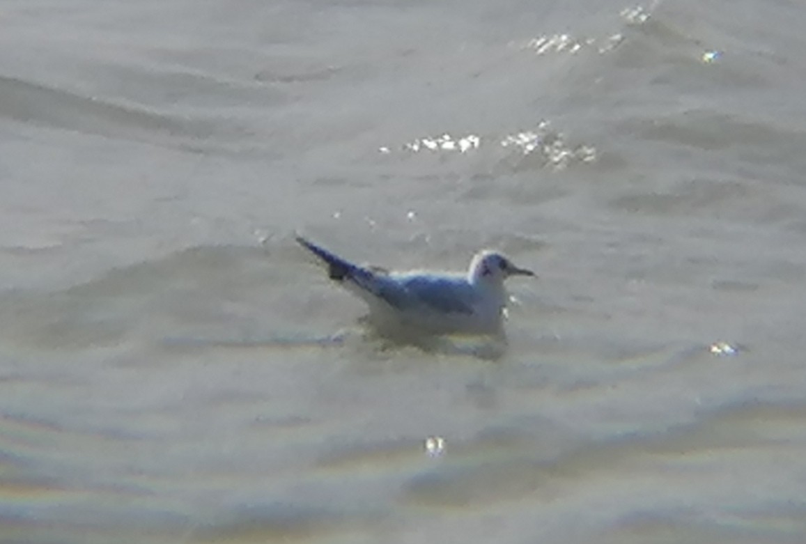 Mouette rieuse - ML615982678
