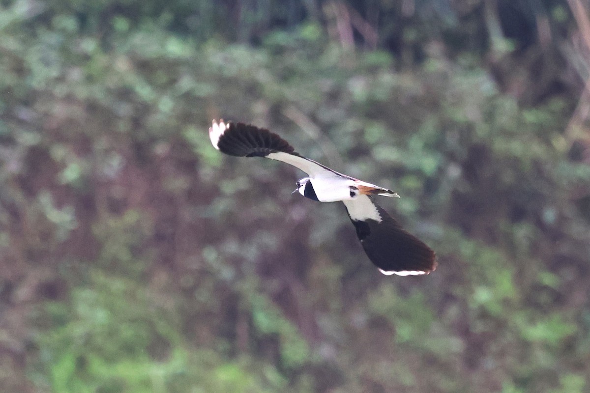 Northern Lapwing - ML615982693