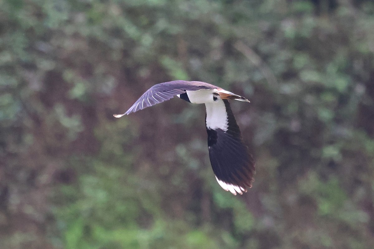 Northern Lapwing - ML615982694