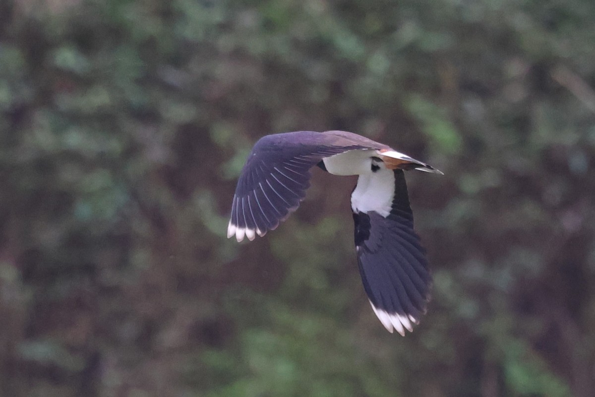 Northern Lapwing - ML615982695