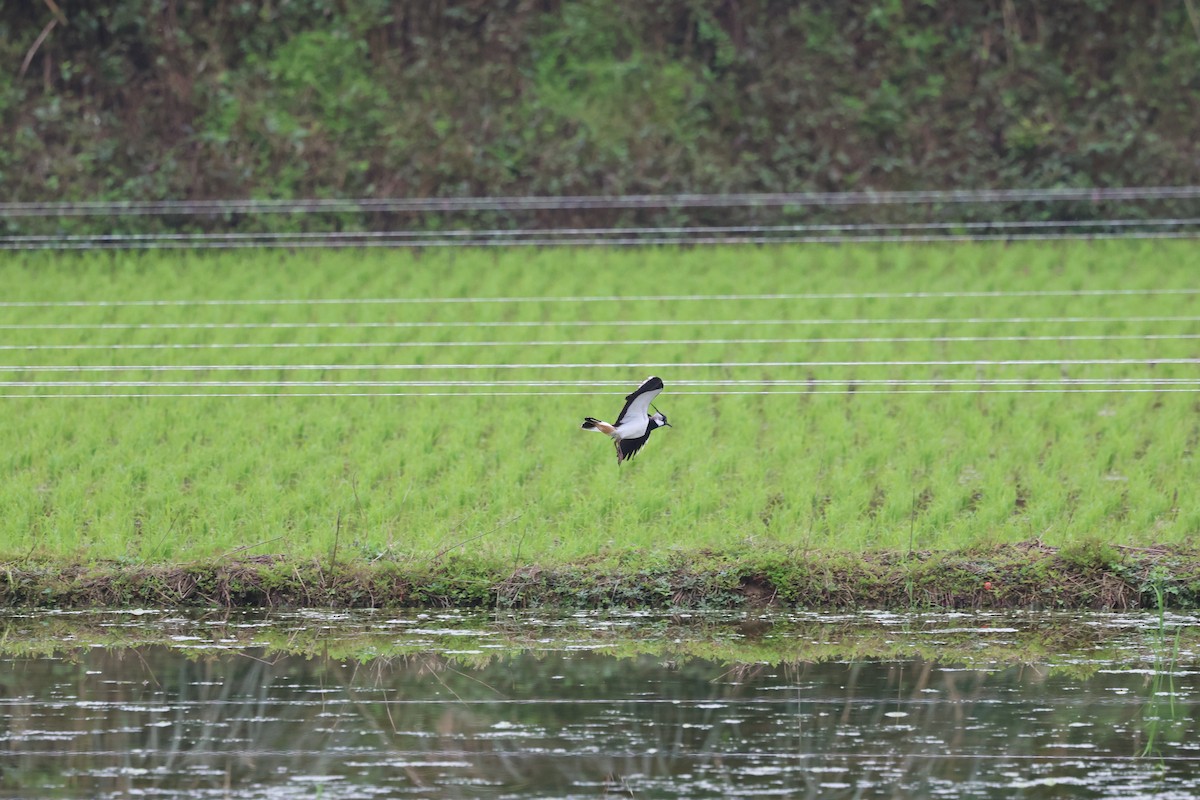 Northern Lapwing - ML615982703