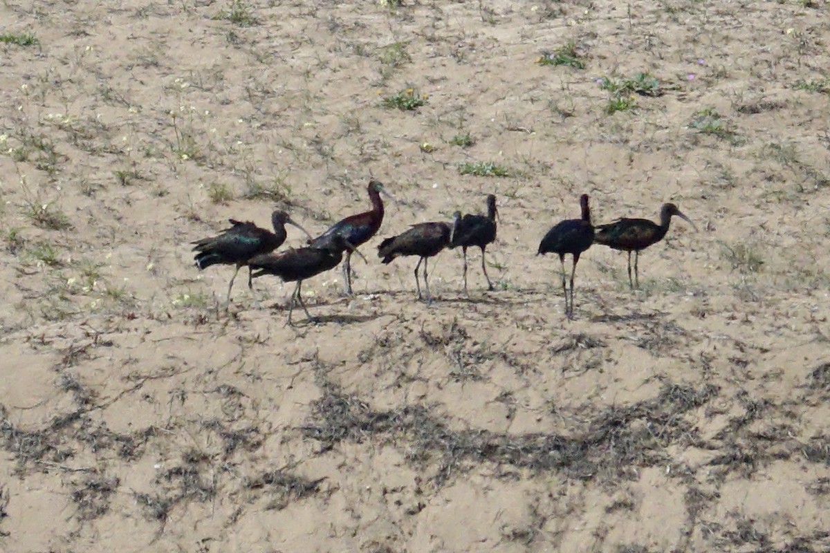 ibis hnědý - ML615982705