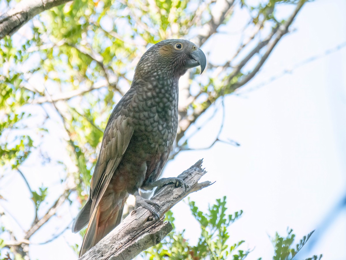 New Zealand Kaka - ML615982741