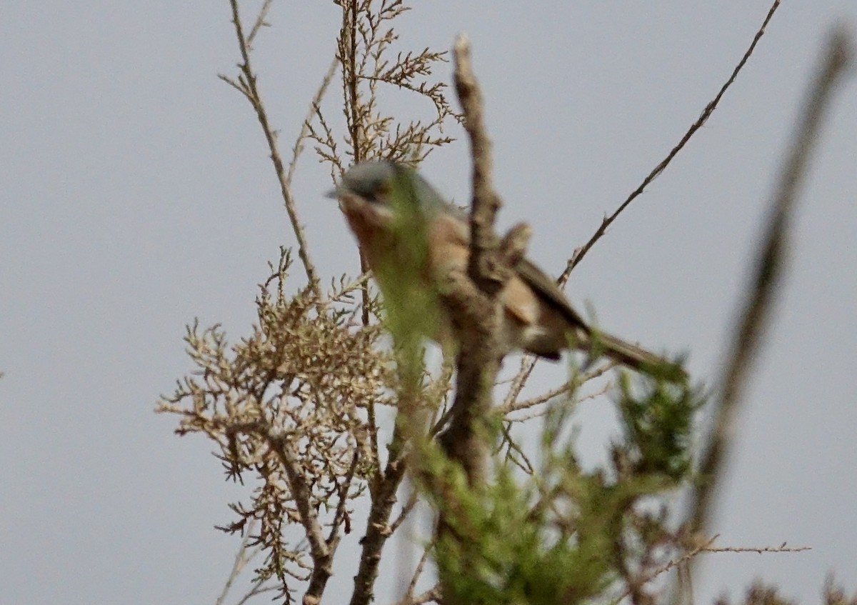 Moltoni's/Western/Eastern Subalpine Warbler - ML615982797