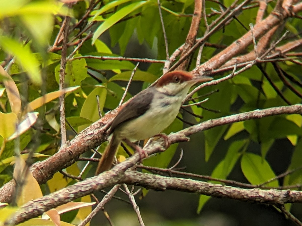 Rufous-tailed Tailorbird - ML615982812