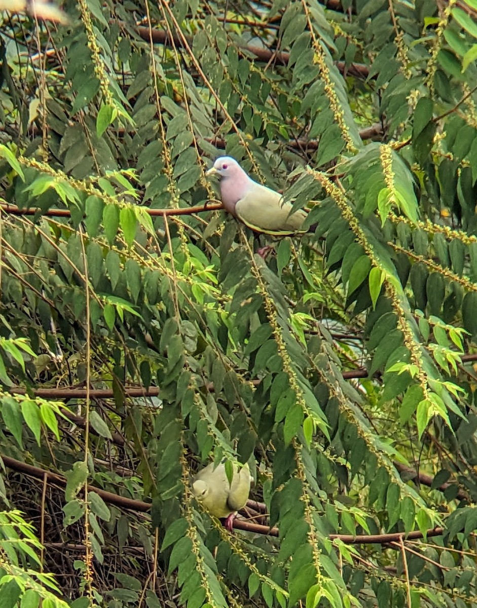Pink-necked Green-Pigeon - ML615982816