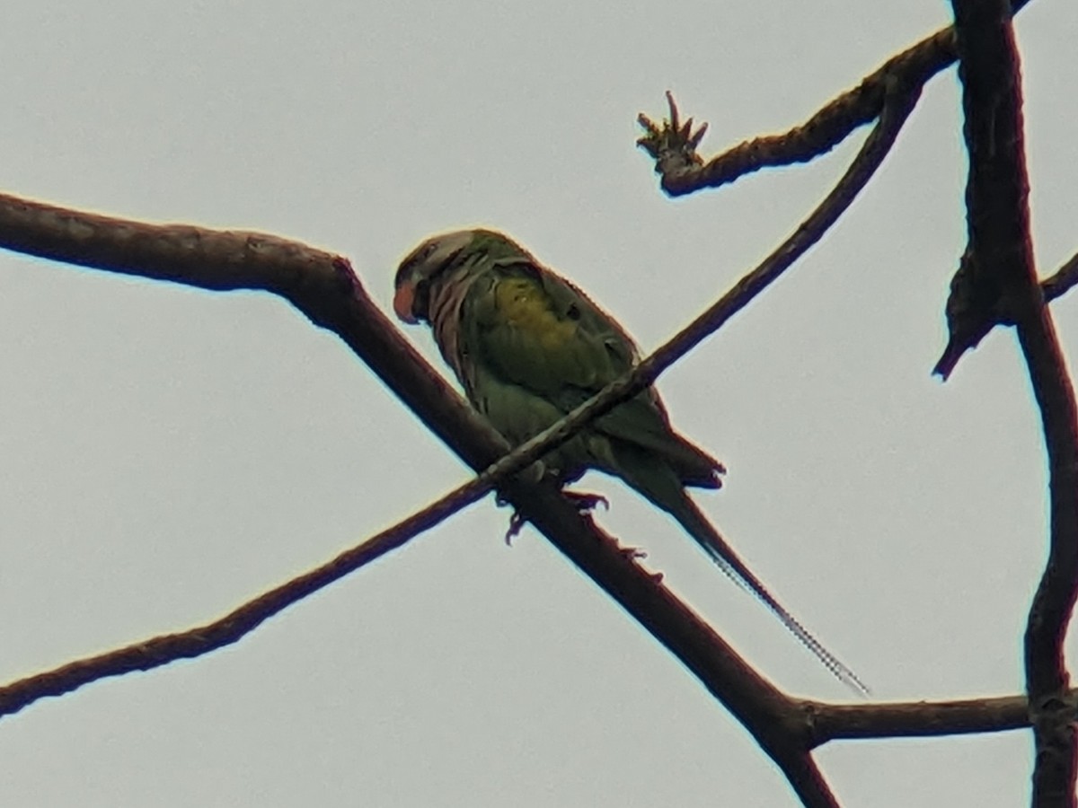 Red-breasted Parakeet - ML615982832