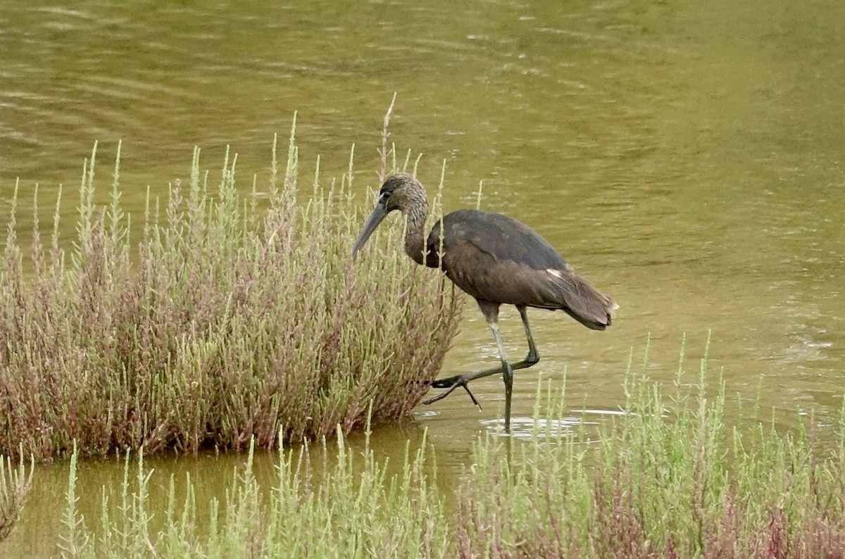 Glossy Ibis - ML615982854