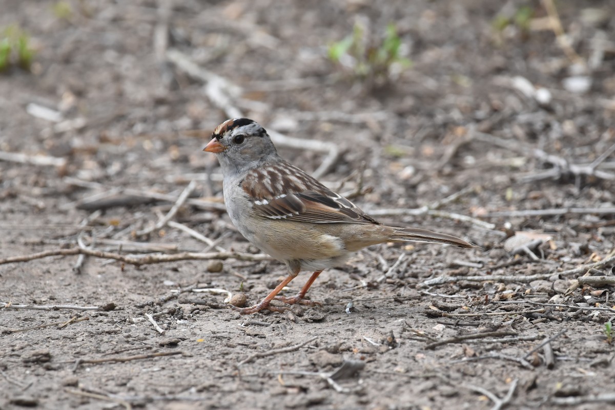 White-crowned Sparrow - ML615982859