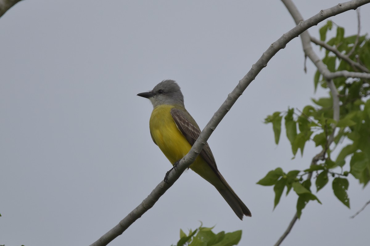 Couch's Kingbird - ML615982861