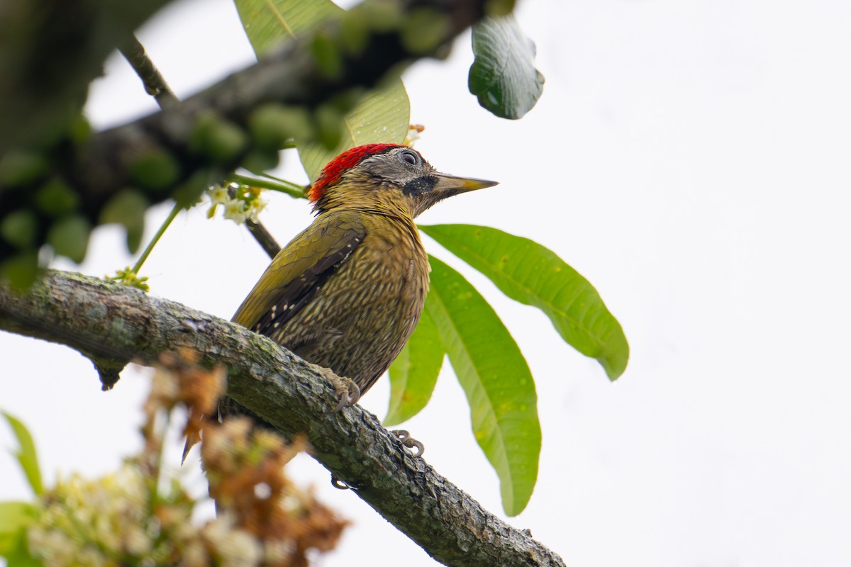 Laced Woodpecker - Morten Lisse