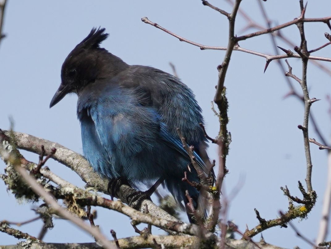 Steller's Jay - Georges Kleinbaum