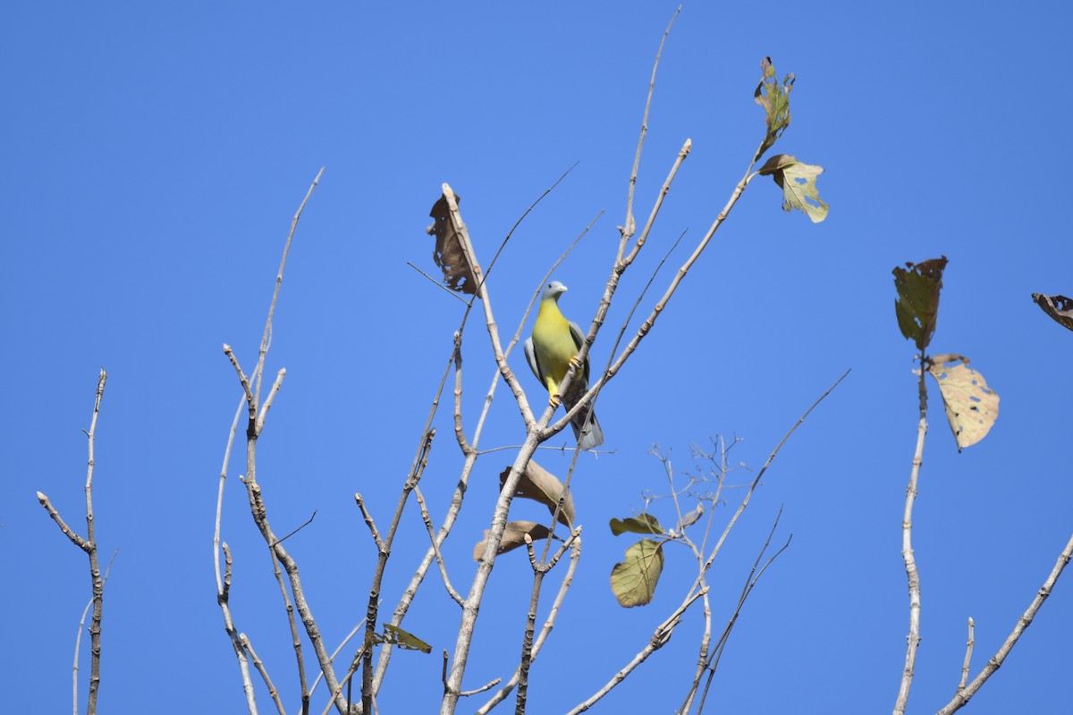 Yellow-footed Green-Pigeon - ML615982932