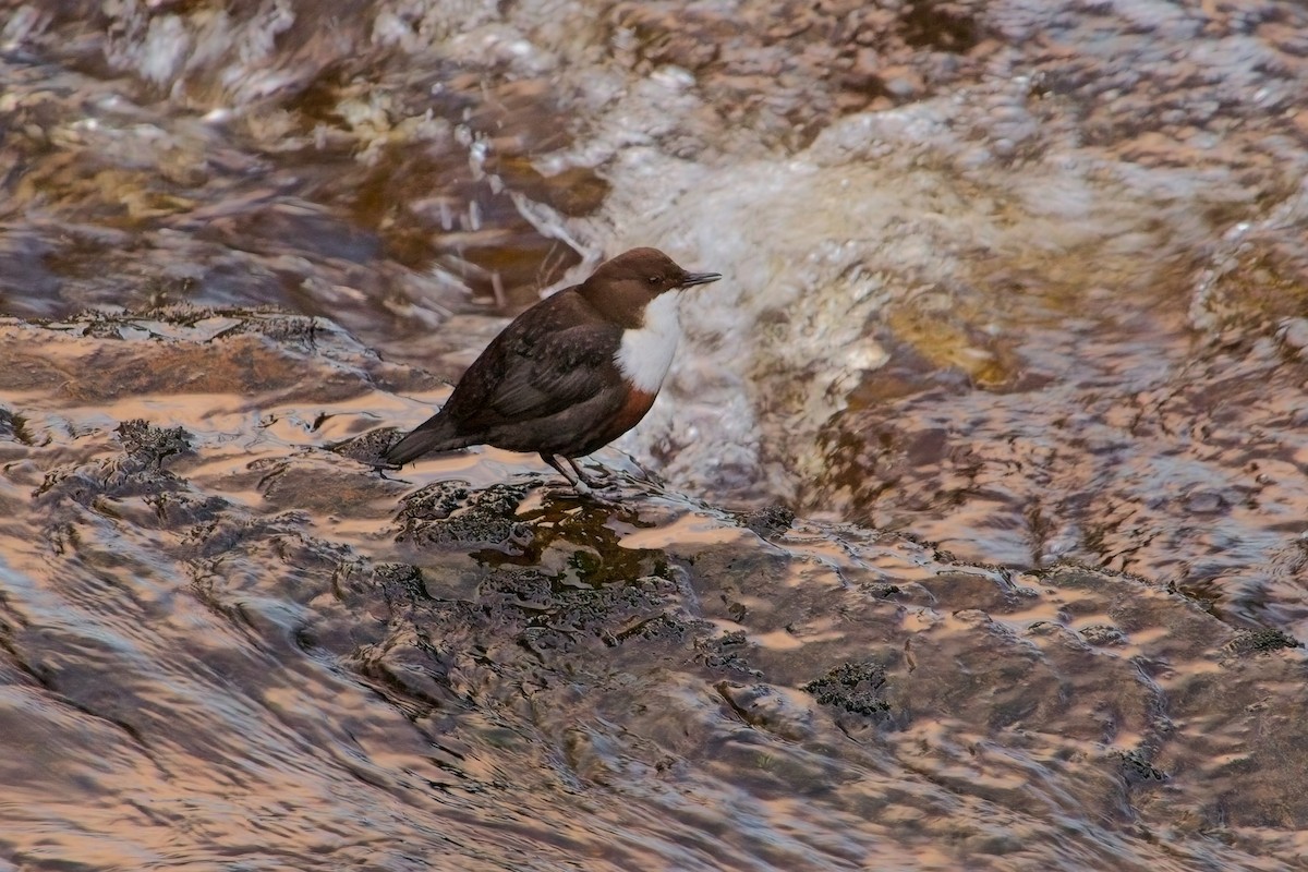 White-throated Dipper - Paul Hammond