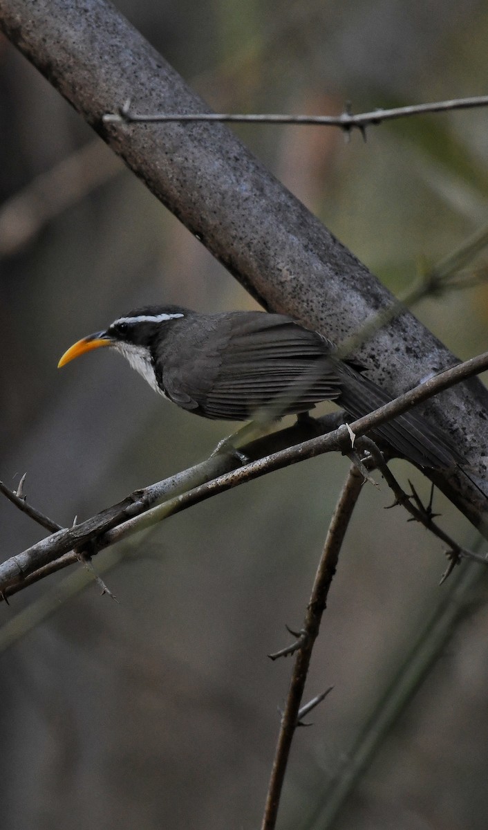 Indian Scimitar-Babbler - Dhiren Shah