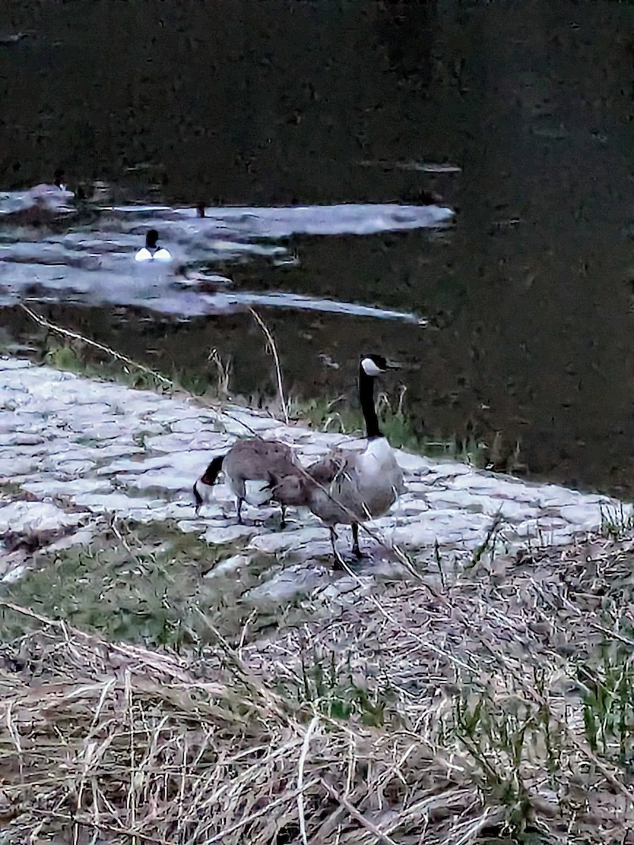 Branta kanadar handia - ML615982980