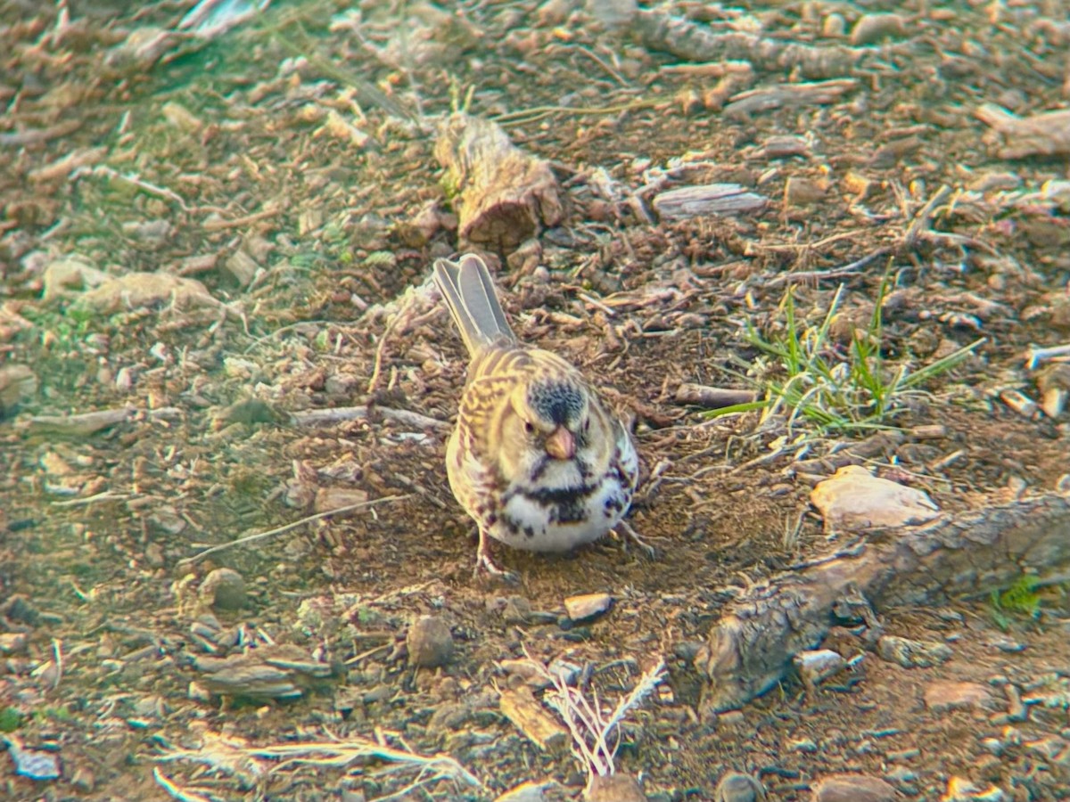 Harris's Sparrow - ML615982988