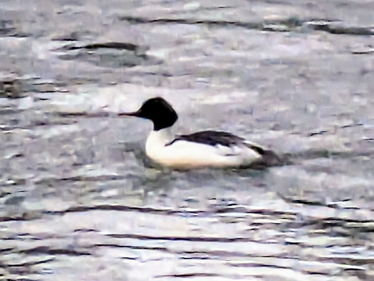 Zerra handia - ML615983002