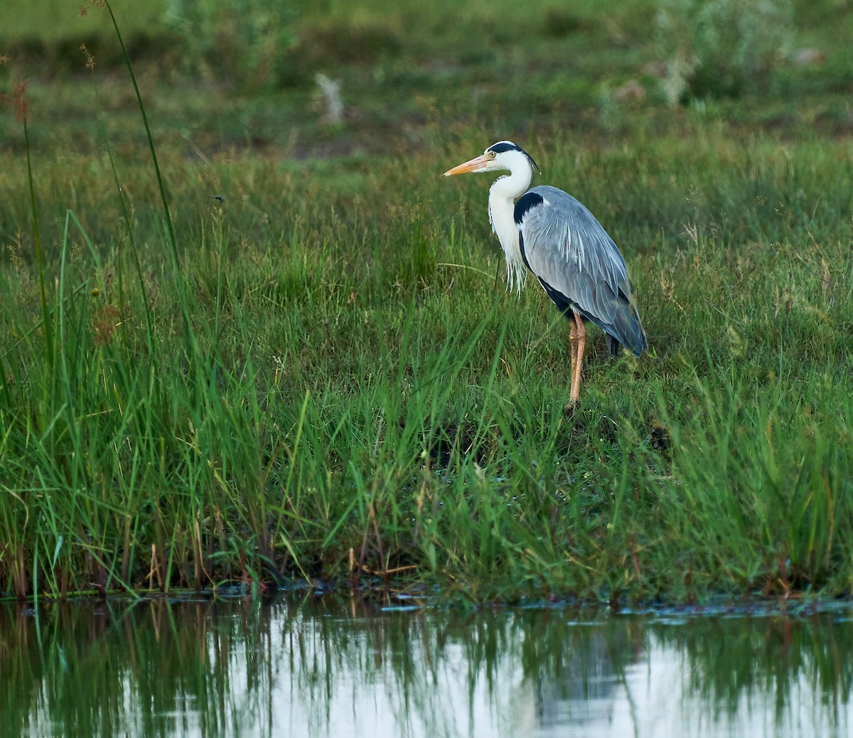 Gray Heron - ML615983017