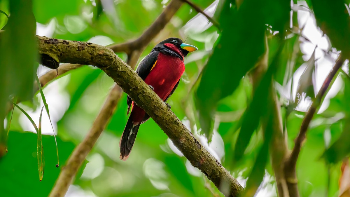Black-and-red Broadbill (Black-and-red) - Soong Ming Wong