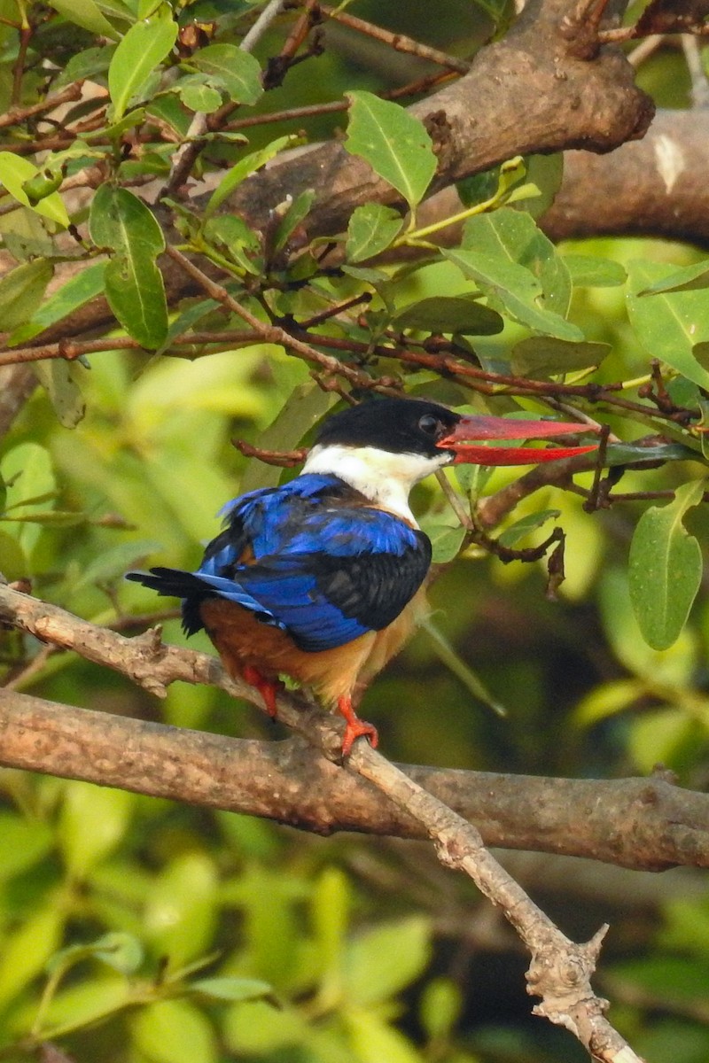 Black-capped Kingfisher - ML615983142