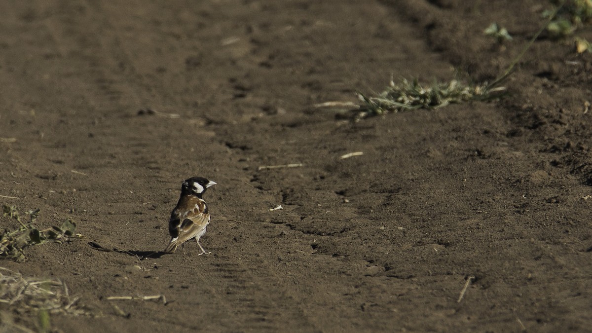 Chestnut-backed Sparrow-Lark - Rene Ritsema