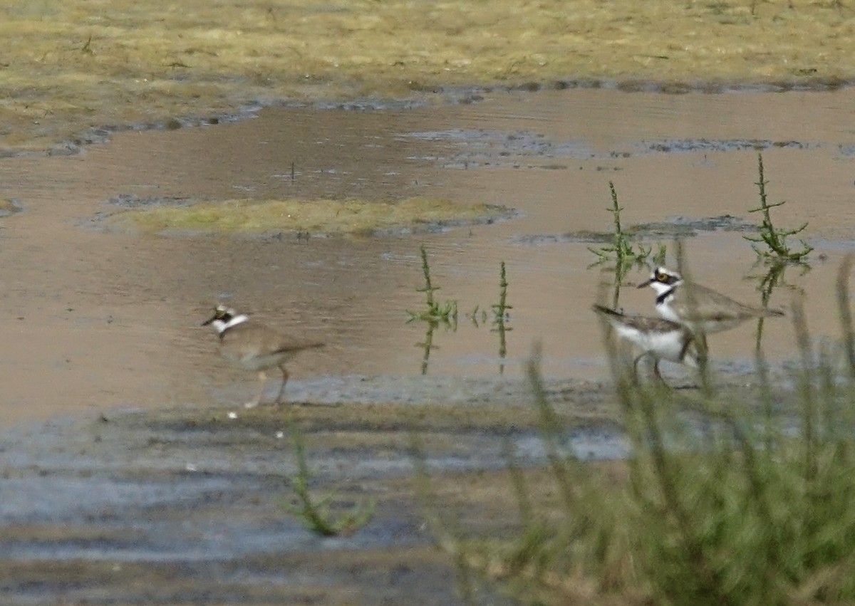 Common Ringed Plover - ML615983198