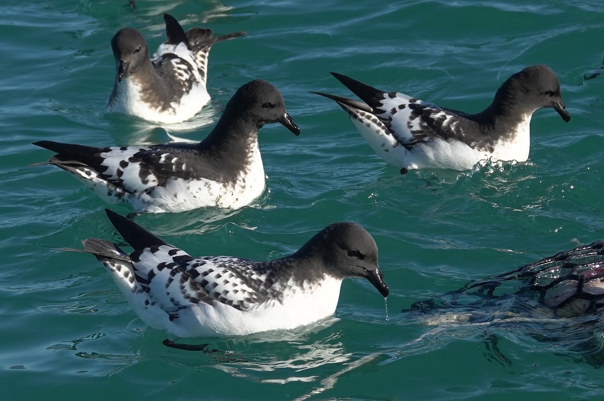 Cape Petrel (Antarctic) - ML615983202