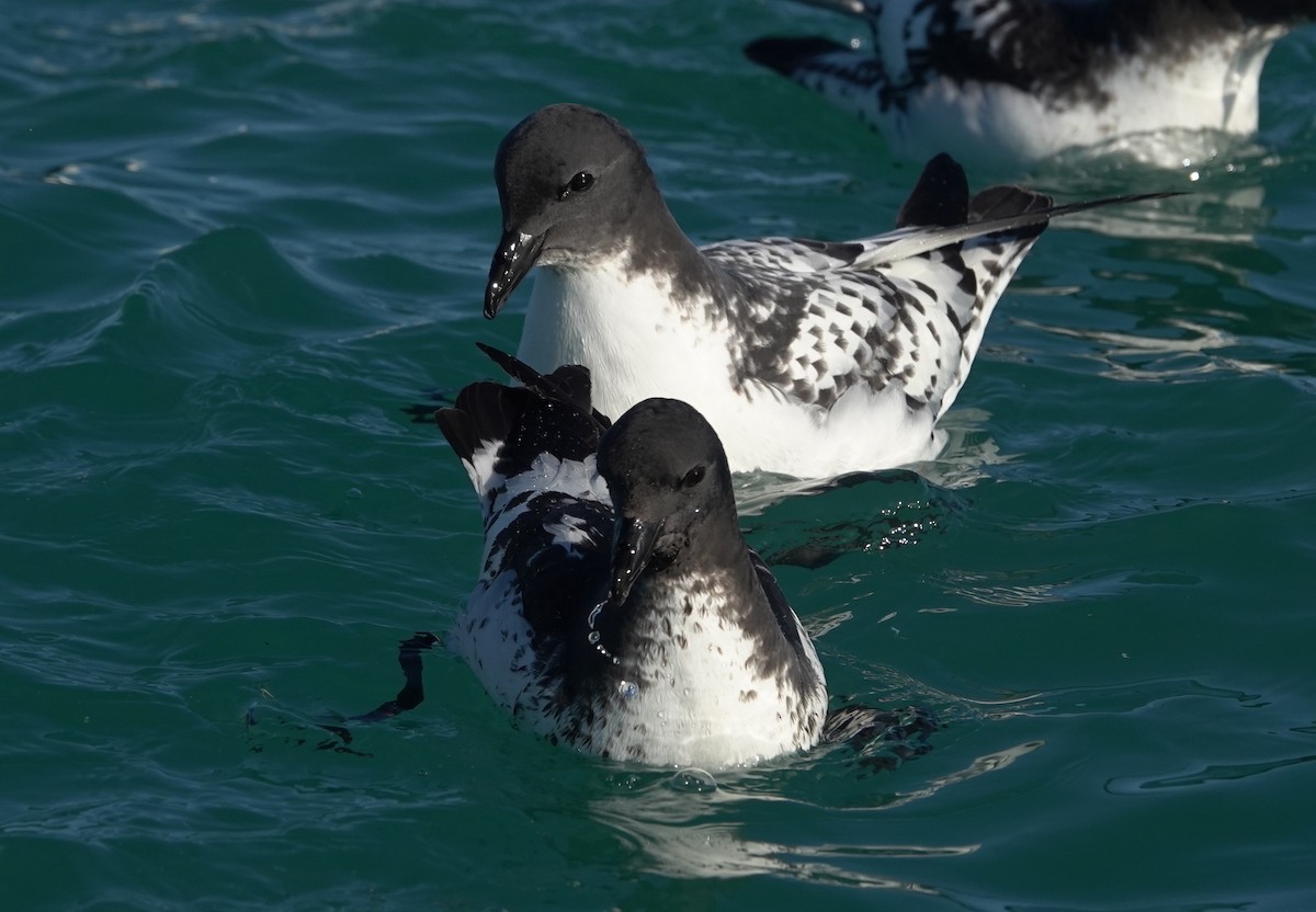 Cape Petrel (Antarctic) - Matt Dufort