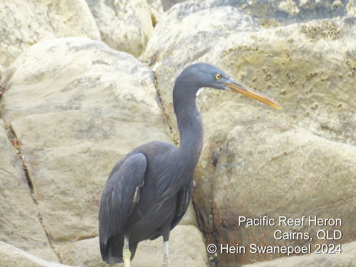 Pacific Reef-Heron - Hendrik Swanepoel