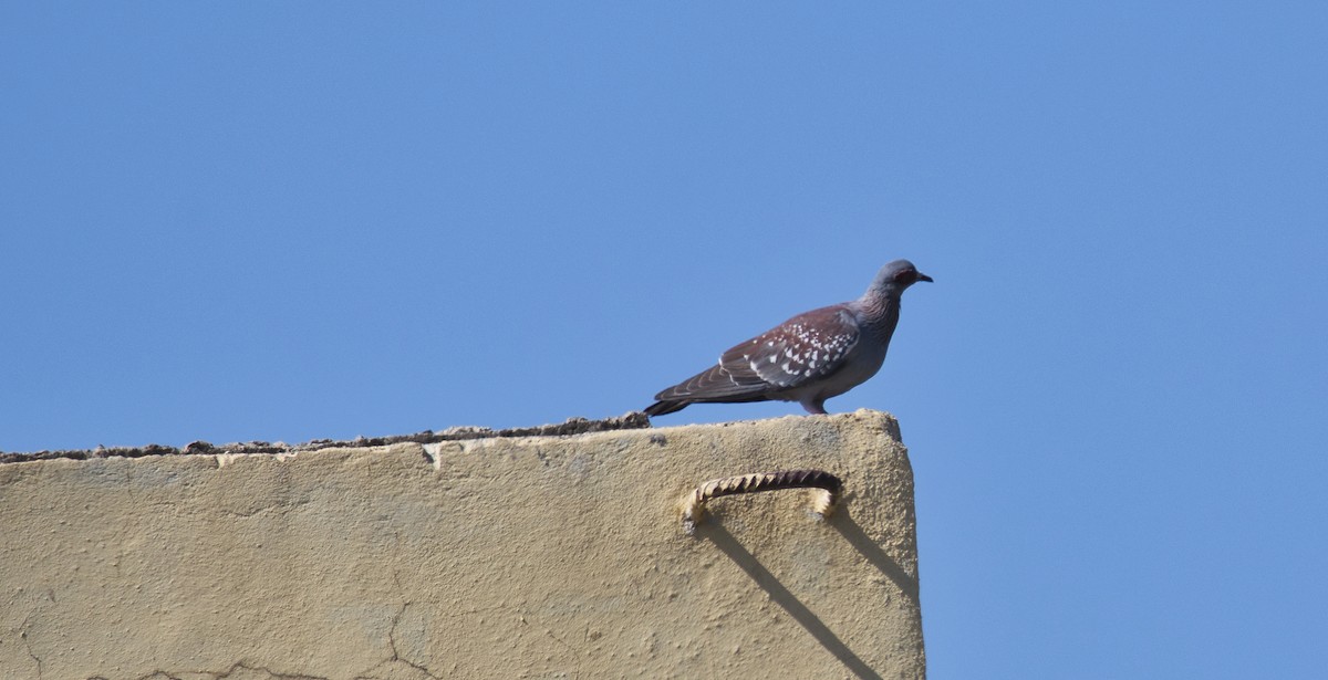 Speckled Pigeon - ML615983390