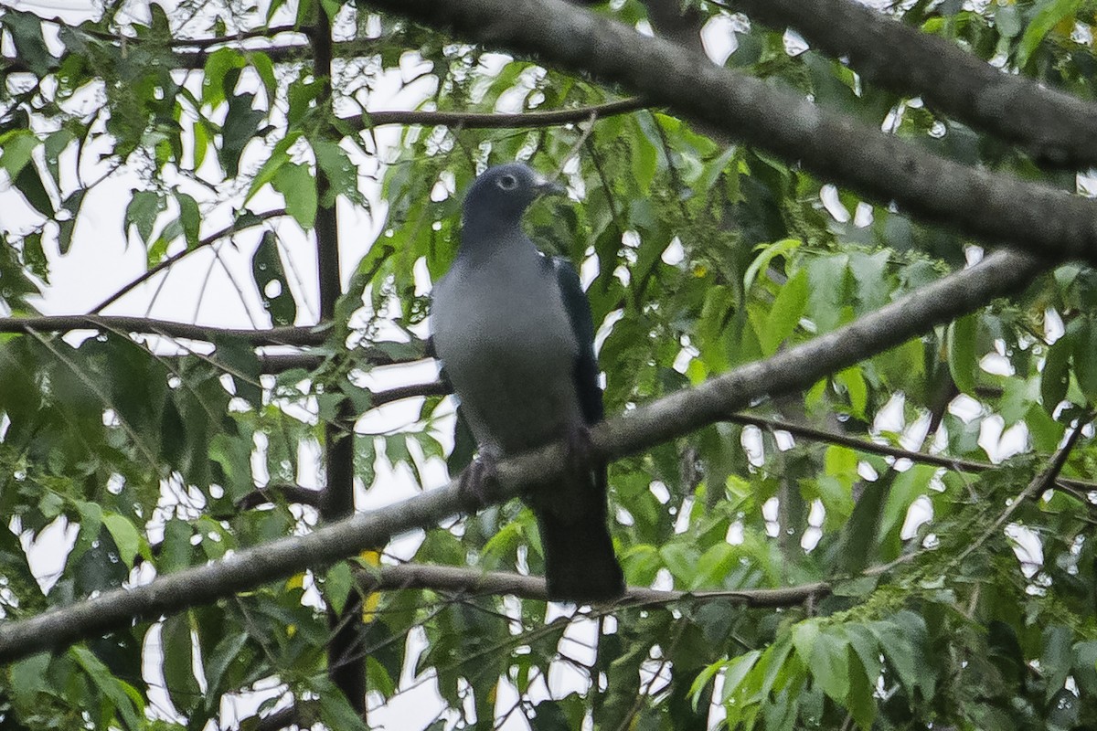 Spectacled Imperial-Pigeon - ML615983392
