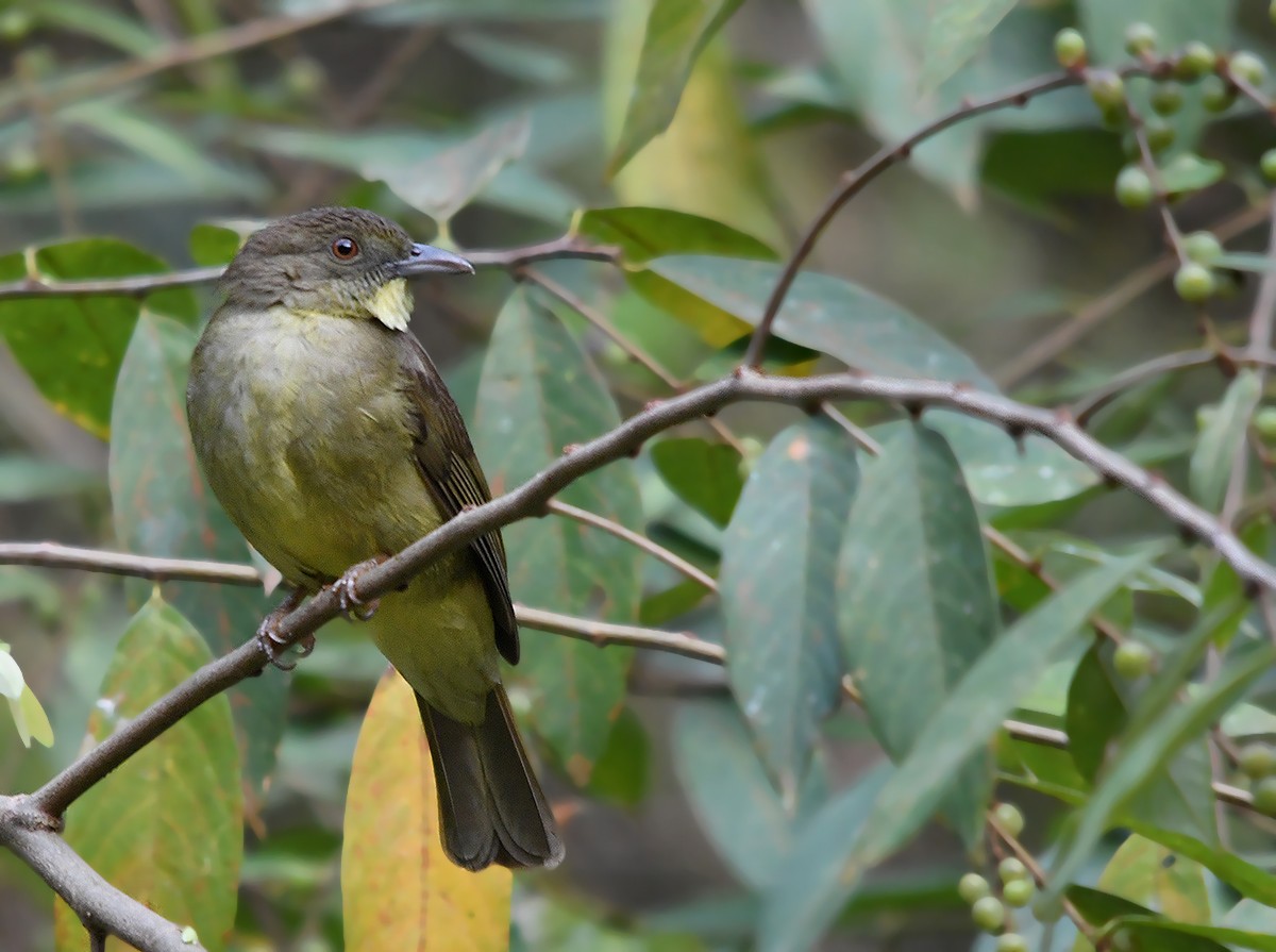 Finsch's Bulbul - Choy Wai Mun