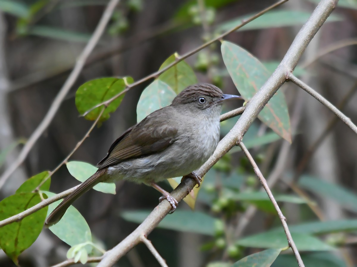 Buff-vented Bulbul - ML615983429