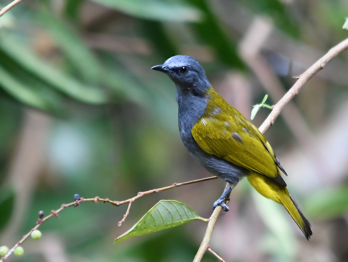 Gray-bellied Bulbul - ML615983435