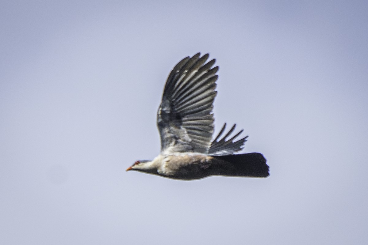 Buru Mountain-Pigeon - ML615983441