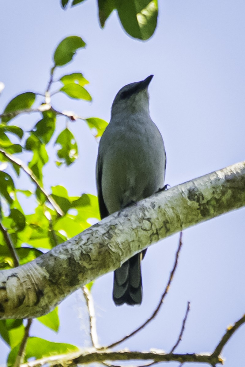 Buru Cuckooshrike - ML615983445