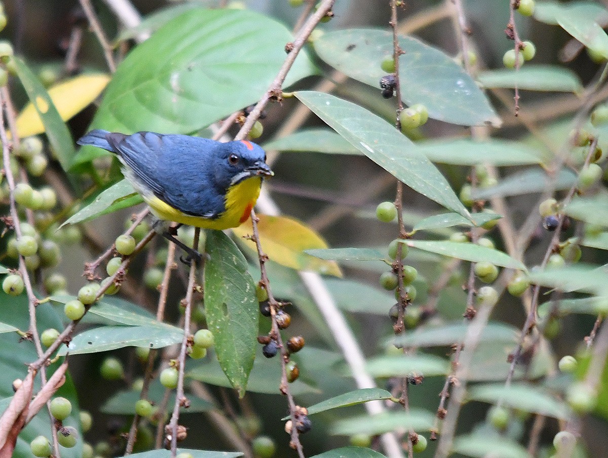 Crimson-breasted Flowerpecker - ML615983456