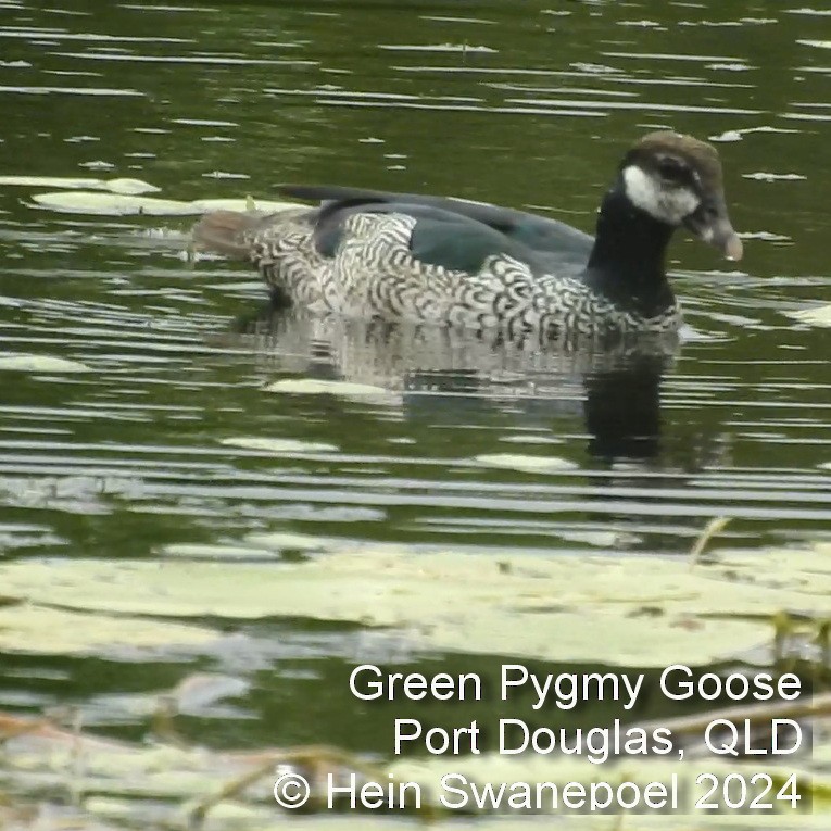 Green Pygmy-Goose - Hendrik Swanepoel